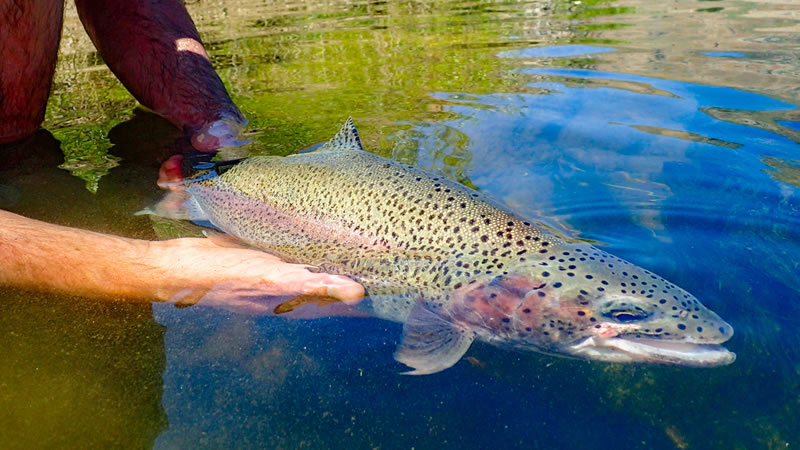 Lake Taneycomo photo