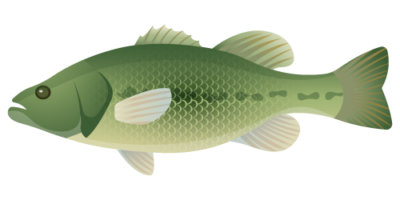 Micropterus-Salmoides-Largemouth bass