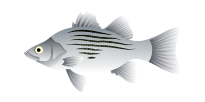 White Bass 400x200 1