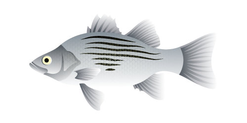 White bass illustration showing a deep body and faint horizontal stripes