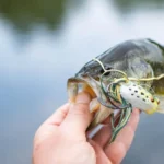 Lake Placid thumbnail