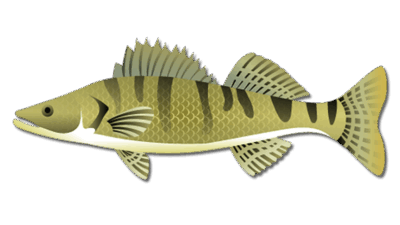 Walleye