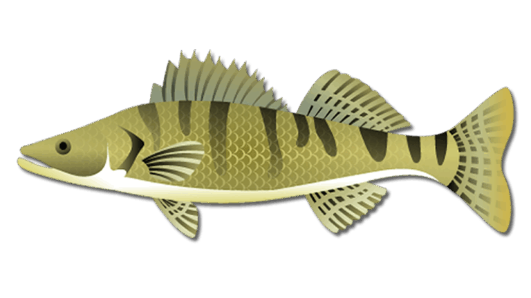 Walleye Fish