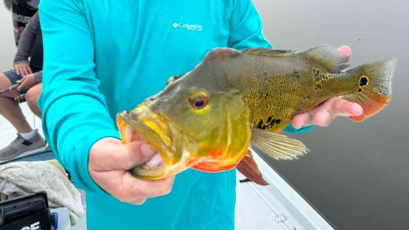 Golden Gate Canal Peacock Bass Terry Metzger