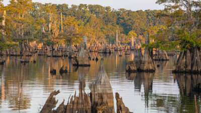 Dead Lakes