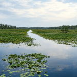 Lake Miccosukee thumbnail