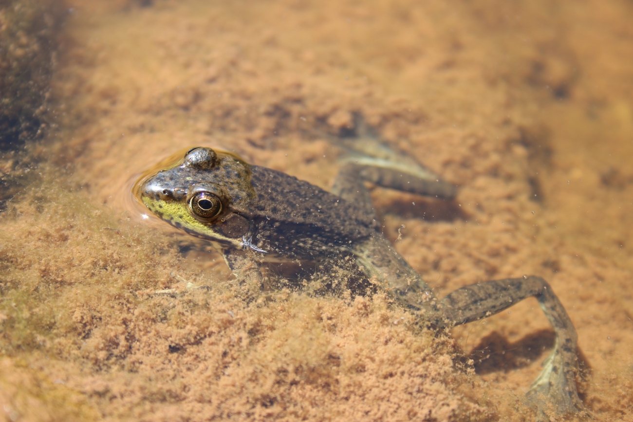 Green frog resting in shallow freshwater