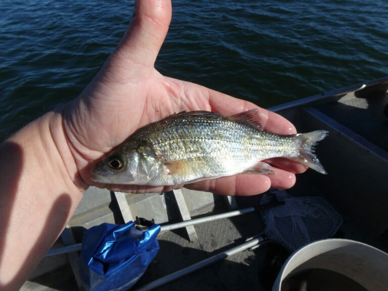 White perch with silver sides held horizontally in an angler’s hand